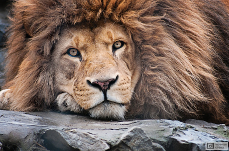 Задумчивый лев
