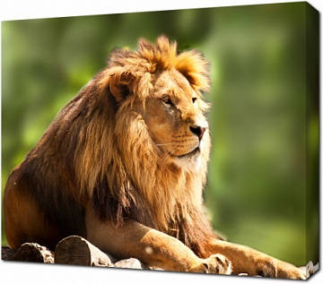 Профиль Африканского Льва