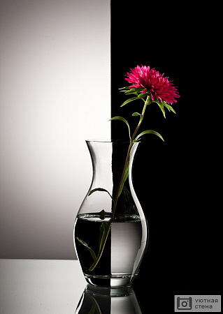 Красный цветок в вазе на черно-белом фоне