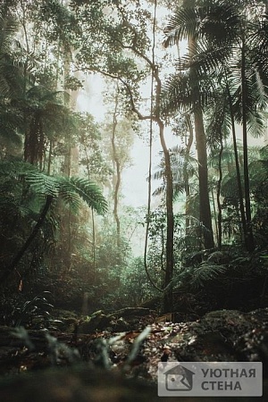Прохлада дождливых тропический лесов