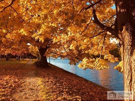 Раскидистые деревья золотой осенью
