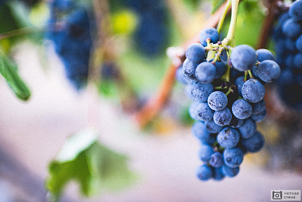 Гроздь синего винограда