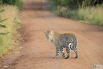 Леопард на дороге