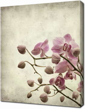 Винтажное изображение, орхидея