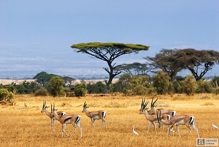 Африканский пейзаж с газелями, Кения