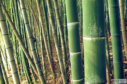 Зеленый бамбук