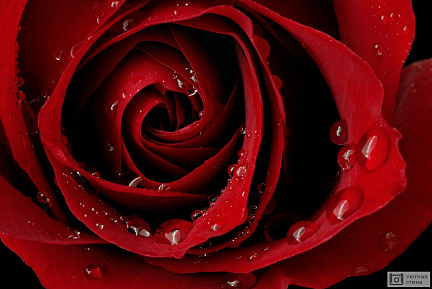 Бутон красной розы с капельками росы