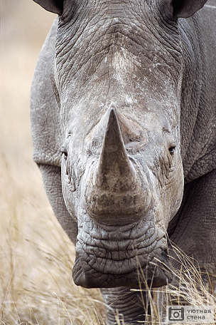 Суровый носорог