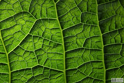 Текстурный зеленый лист