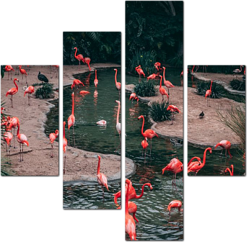 Множество красных фламинго