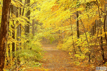 Дорожка в лесу осенью