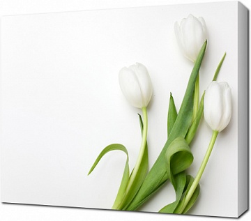 Три нежных белых тюльпанов