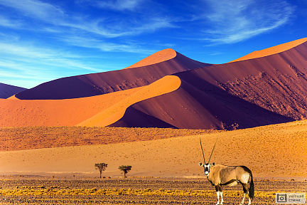 Фотообои Орикс на фоне старинной пустыни Африки