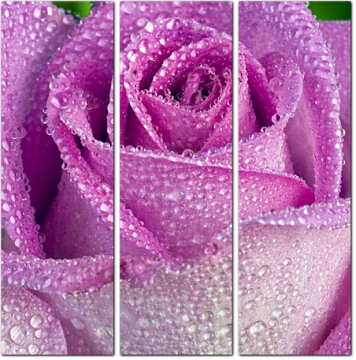 Бутон фиолетовой розы с каплями воды