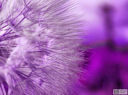 Макро фото фиолетового одуванчика