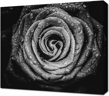Черно-белая роза крупным планом