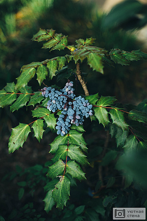 Синий виноград на ветке