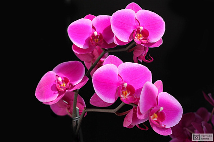 Малиновая орхидея на черном фоне