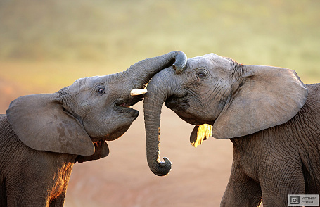 Детеныши слонов