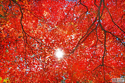 Красные кленовые листья