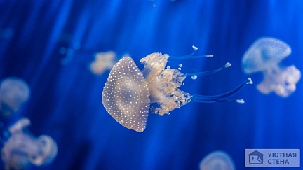 Опасная медуза