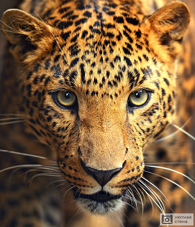 Молодой леопард
