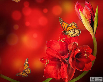 Бабочки на красном Амариллисе