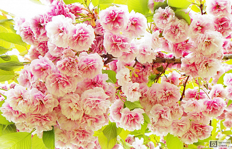 Цветущая розовая сакура