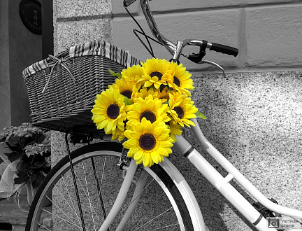 Черно-белый велосипед, украшенный желтыми цветами