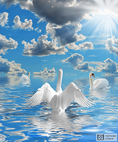 Красивое изображение белых лебедей