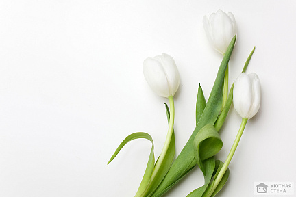 Три нежных белых тюльпанов