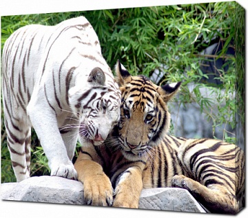 Красивые тигры