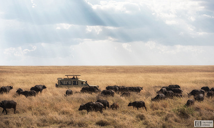 Фотообои Сафари на буйволов
