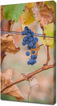 Маленькая гроздь синего винограда