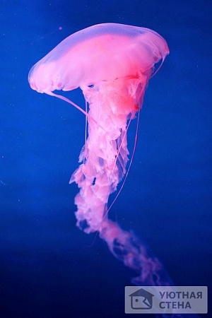 Розоватая медуза