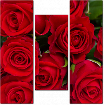 Бутоны красных роз крупным планом
