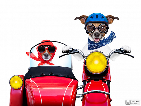 Собаки в мотоцикле