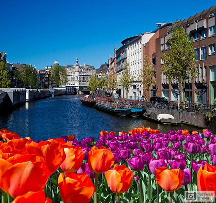 Фотообои Цветы на канале Амстердама. Нидерланды