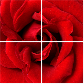 Ярко-красный бутон розы
