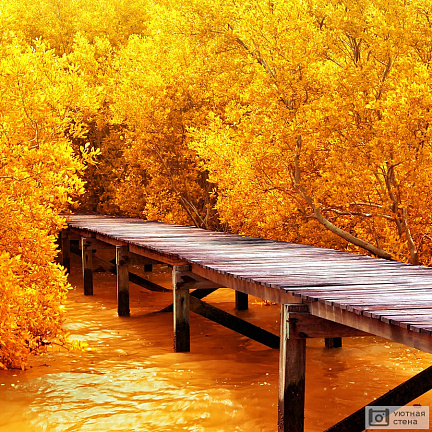 Деревянный мост в мангровом лесу