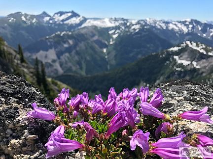 Фотообои Альпийские цветы