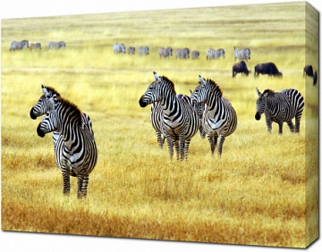 Зебры на фоне жёлтого поля