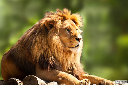 Профиль Африканского Льва