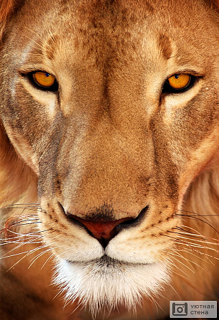 Красавец лев
