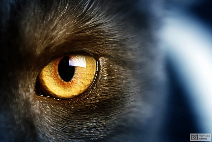 Жёлтый глаз кота
