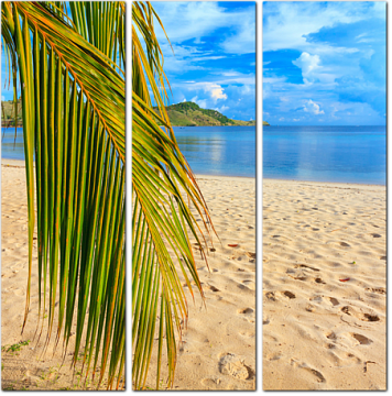Ветка кокосовой пальмы на тропическом пляже