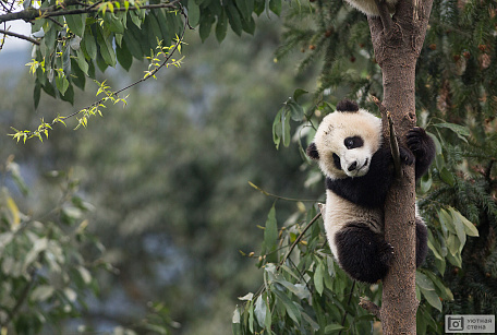 Маленькая панда на дереве