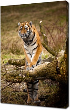 Забавное изображение Сибирского тигра