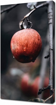 Яблоко на ветке после дождя