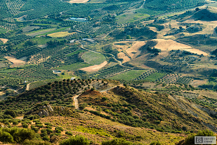Фотообои Пейзажи с оливковыми плантациями